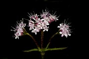 081Valariana sitchensis 19-5873
